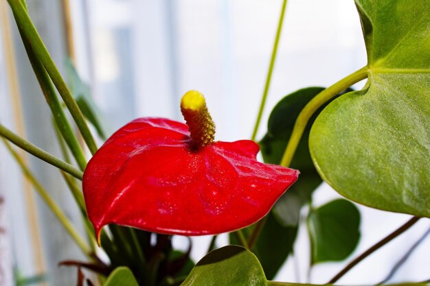 Foto close-up de uma flor vermelha