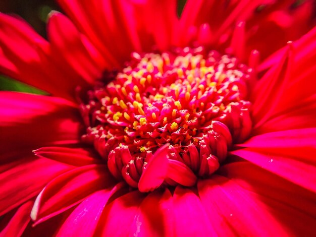 Foto close-up de uma flor vermelha