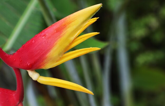 Foto close-up de uma flor vermelha