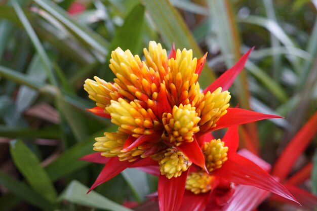 Foto close-up de uma flor vermelha