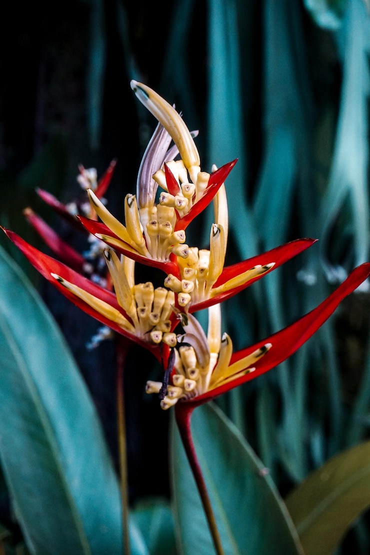 Foto close-up de uma flor vermelha