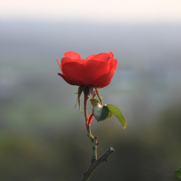 Close-up de uma flor vermelha