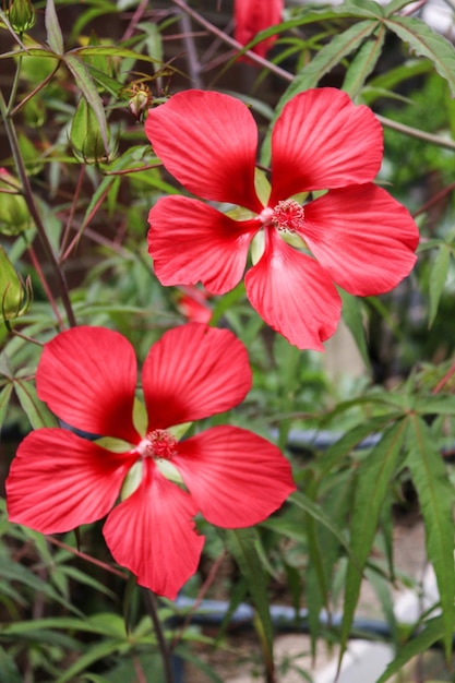 Foto close-up de uma flor vermelha
