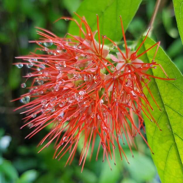 Foto close-up de uma flor vermelha