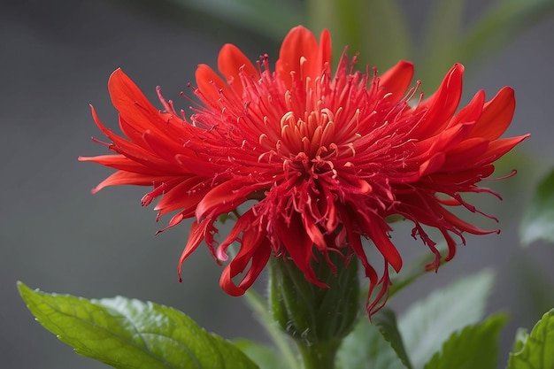 Close-up de uma flor vermelha