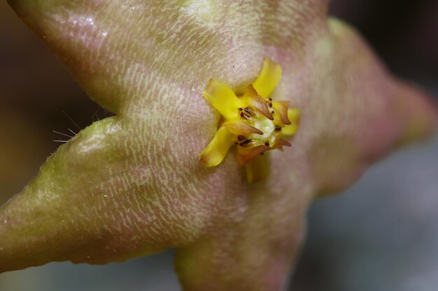 Foto close-up de uma flor