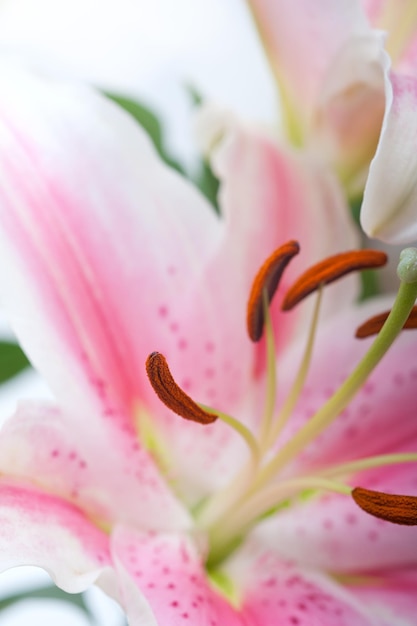 Close-up de uma flor