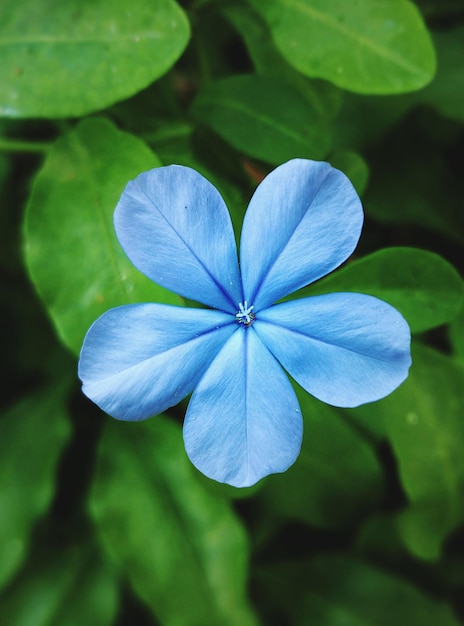 Close-up de uma flor