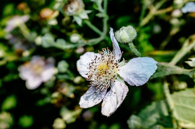 Close-up de uma flor