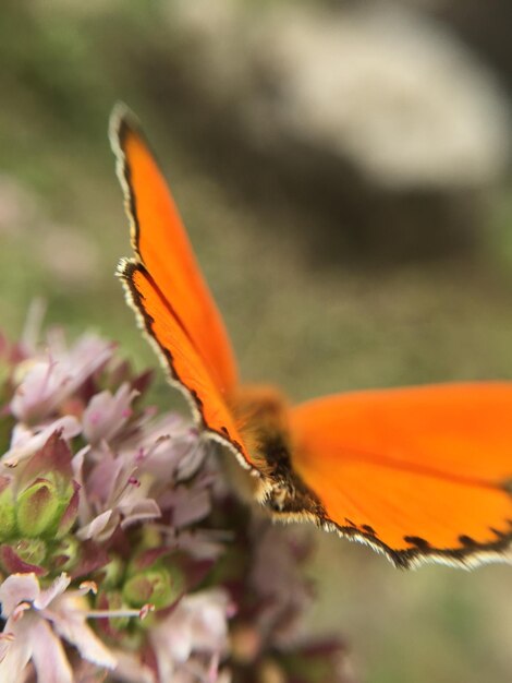 Foto close-up de uma flor