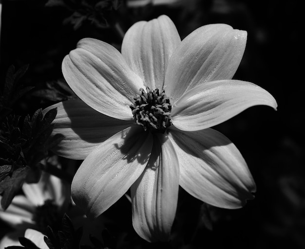 Foto close-up de uma flor