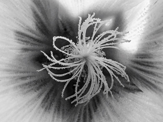 Foto close-up de uma flor