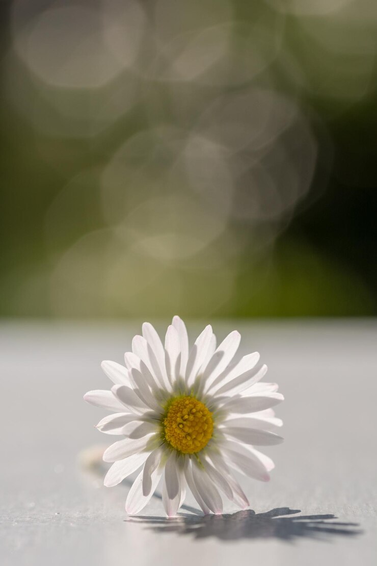 Foto close-up de uma flor