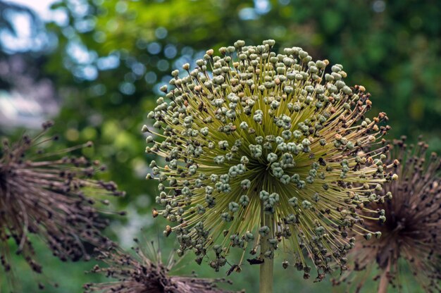 Foto close-up de uma flor