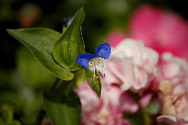 Foto close-up de uma flor