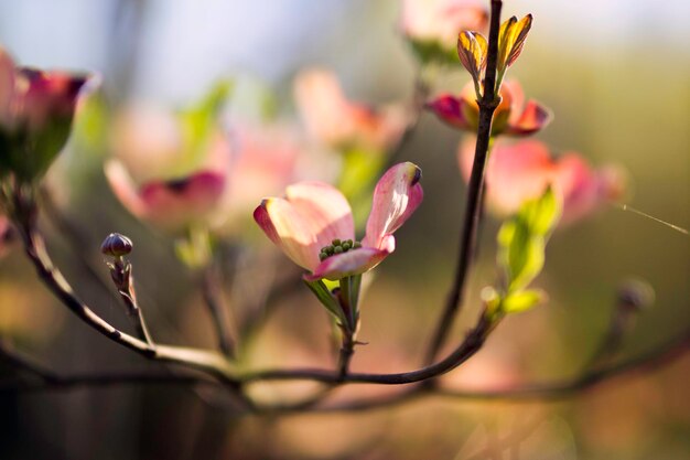 Foto close-up de uma flor