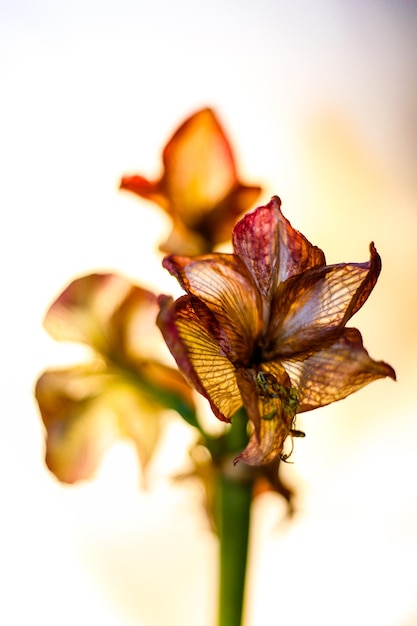 Foto close-up de uma flor