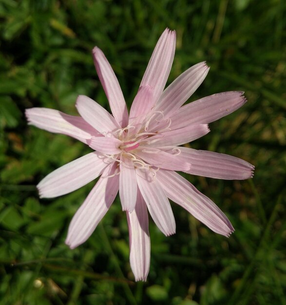 Foto close-up de uma flor