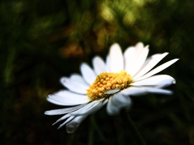 Close-up de uma flor