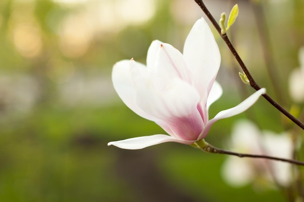 Close-up de uma flor