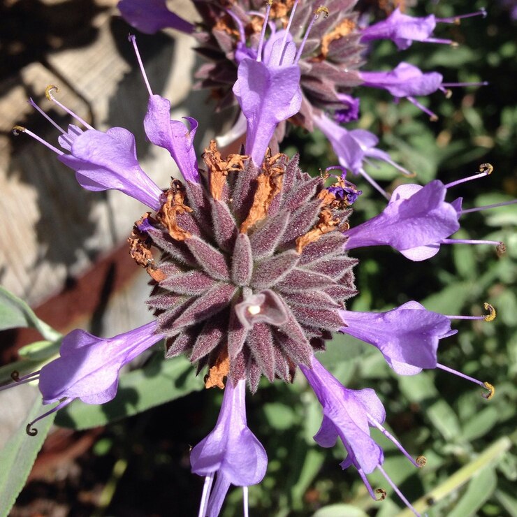 Foto close-up de uma flor