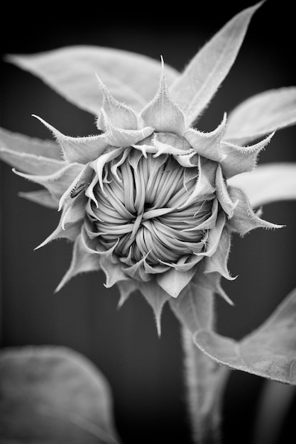 Foto close-up de uma flor