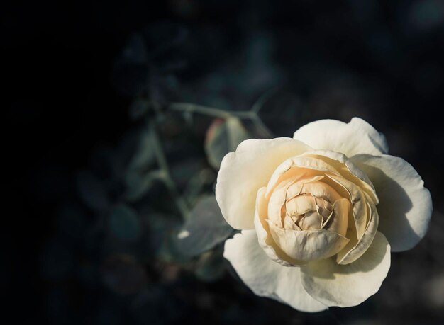 Foto close-up de uma flor