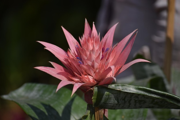 Close-up de uma flor