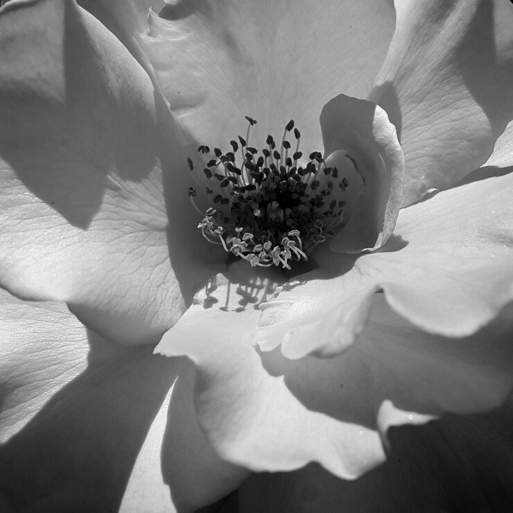 Foto close-up de uma flor