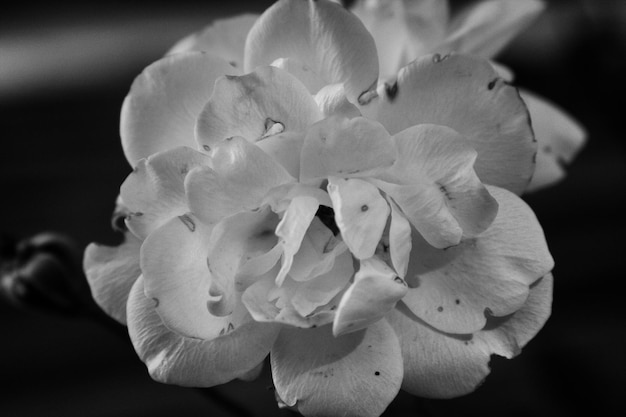 Close-up de uma flor