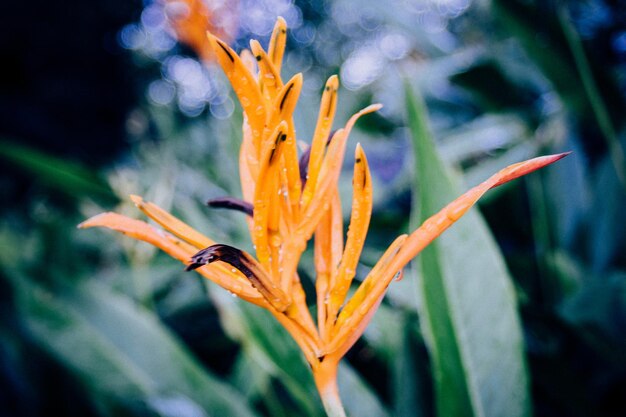 Foto close-up de uma flor