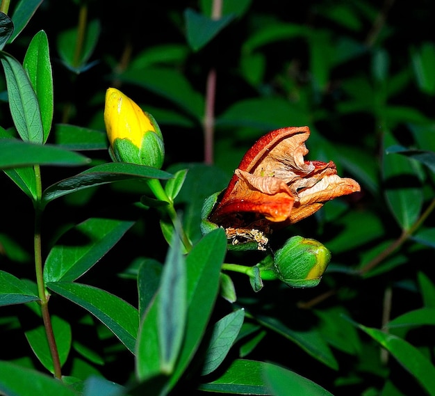 Close-up de uma flor