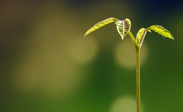 Foto close-up de uma flor