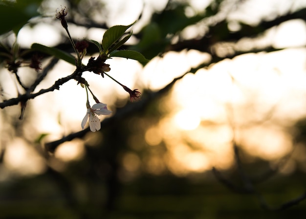 Foto close-up de uma flor