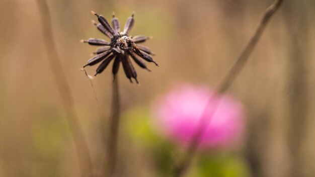 Foto close-up de uma flor