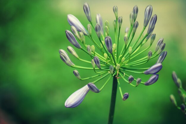 Close-up de uma flor