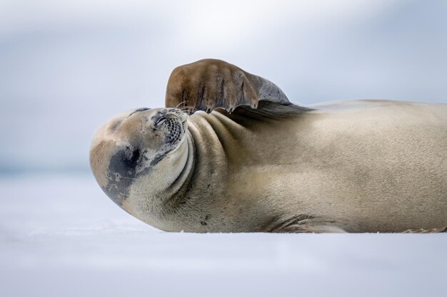 Foto close-up de uma foca caranguejosa a coçar a cabeça