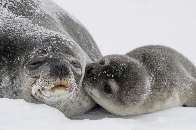 Foto close-up de uma foca deitada sobre um fundo branco