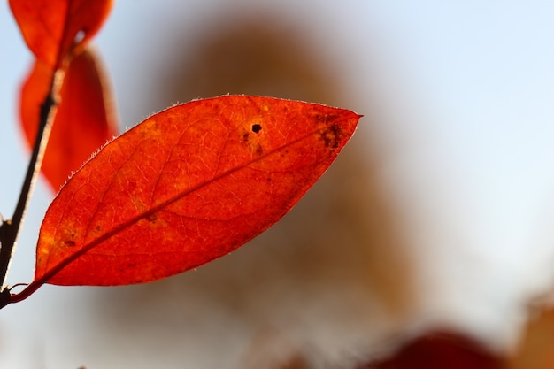 close up de uma folha de bérberis vermelha contra um fundo desfocado natural de outono