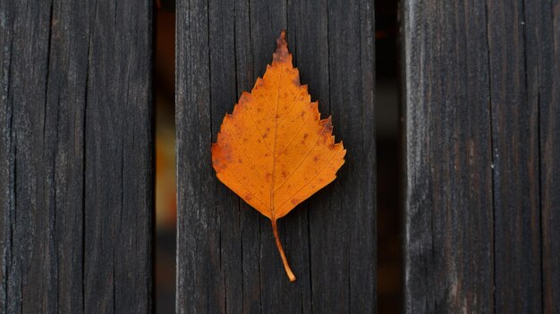 Close-up de uma folha de laranja em uma tábua de madeira