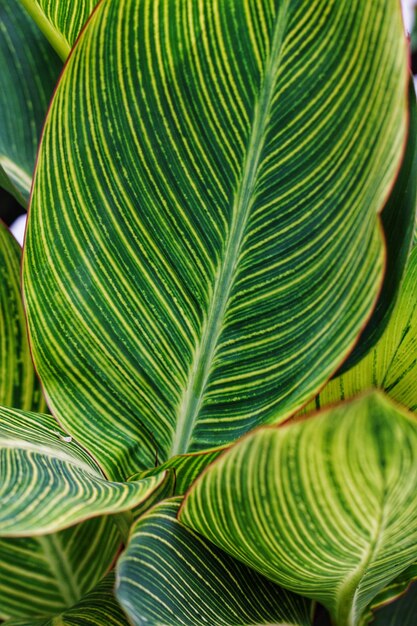 Close-up de uma folha de palmeira