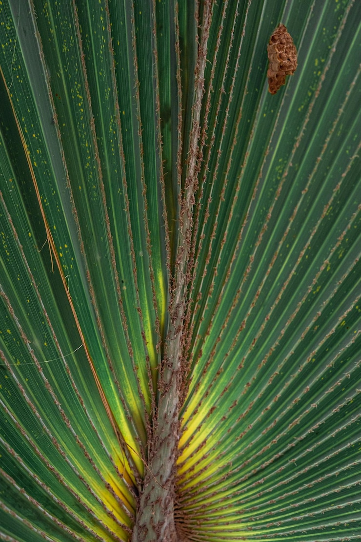 Foto close-up de uma folha de palmeira