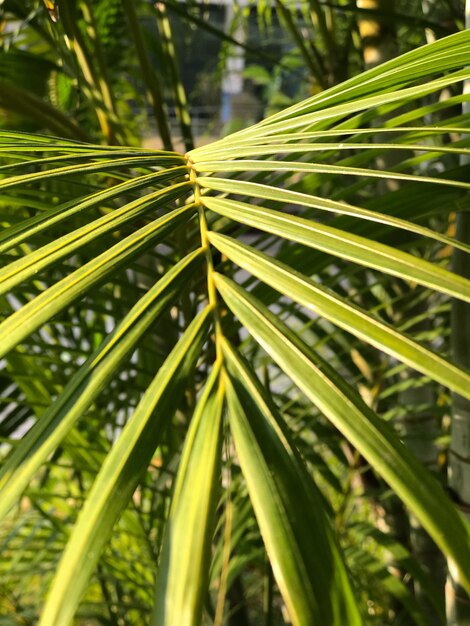 Foto close-up de uma folha de palmeira
