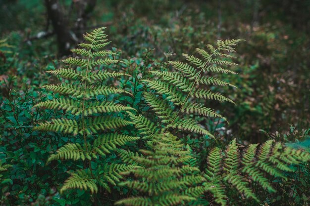 Foto close-up de uma folha de samambaia verde exuberante em uma floresta úmida com luz suave filtrando através das folhas