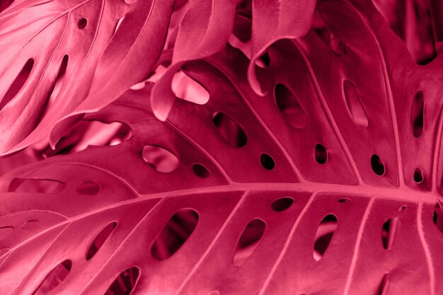 Close-up de uma folha de uma planta monstera tropical Cor do ano 2023 Viva magenta Plantas decorativas de interior Foco seletivo