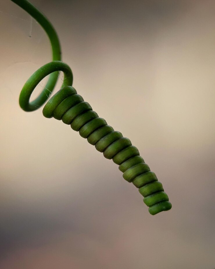 Foto close-up de uma folha em espiral
