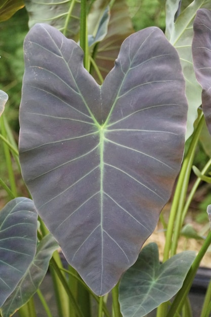 Close-up de uma folha escura de Colocasia Esculenta 39 Coal Miner39