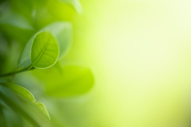 Foto close-up de uma folha verde