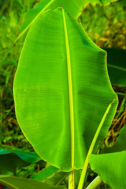 Foto close-up de uma folha verde