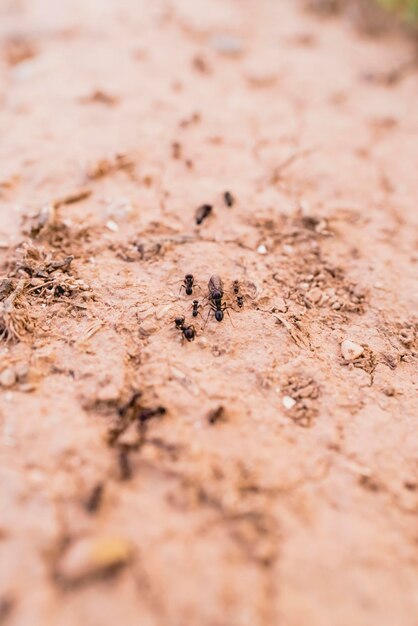 Foto close-up de uma formiga no chão
